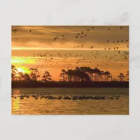 Golden Twilight Serenity - Chincoteague  Postcard