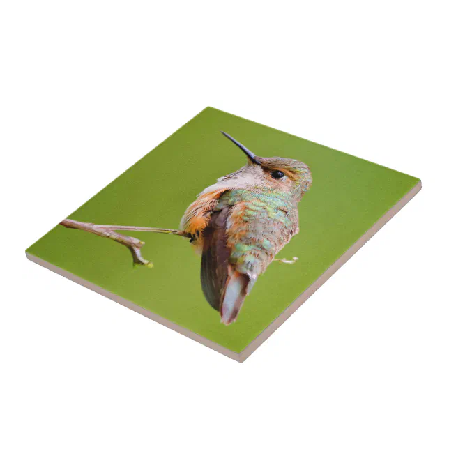 Rufous Hummingbird Sitting in the California Lilac Ceramic Tile