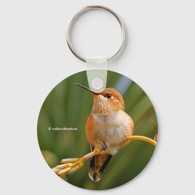 Stunning Rufous Hummingbird at Rest Keychain