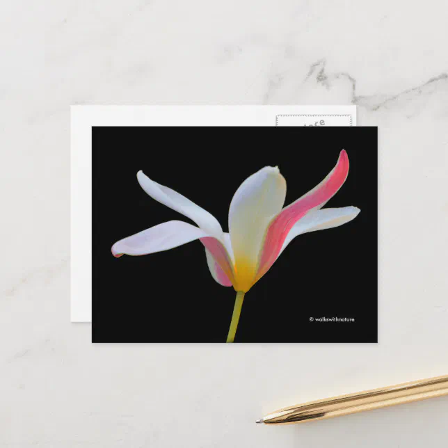 Elegant Lady Tulip White Pink Flowers Postcard