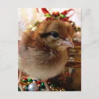 Christmas Chick Holiday Postcard