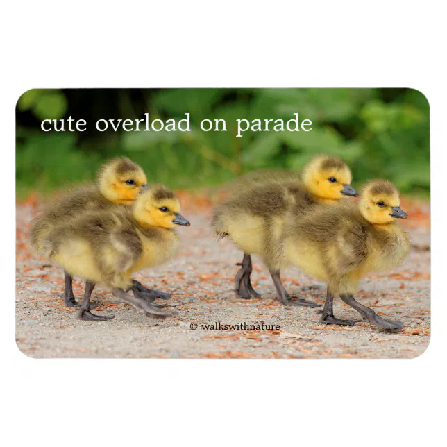 Cuteness on Parade: Canada Goose Goslings Magnet