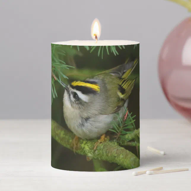 Cute Kinglet Songbird Causes a Stir in the Fir Pillar Candle