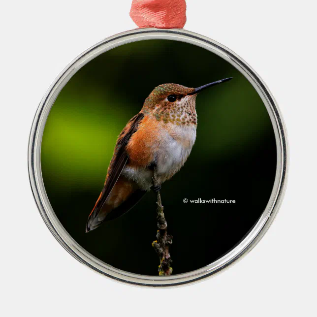 Cute Rufous Hummingbird on Fruit Tree Metal Ornament