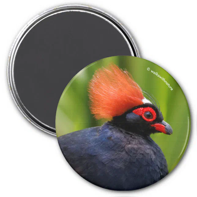 Stunning Roul-Roul Crested Wood Partridge Bird Magnet