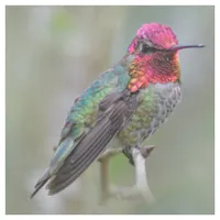 Stunning Male Anna's Hummingbird on the Plum Tree Fabric