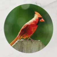 Simple Northern Cardinal Red Bird in Summer Trinket Tray