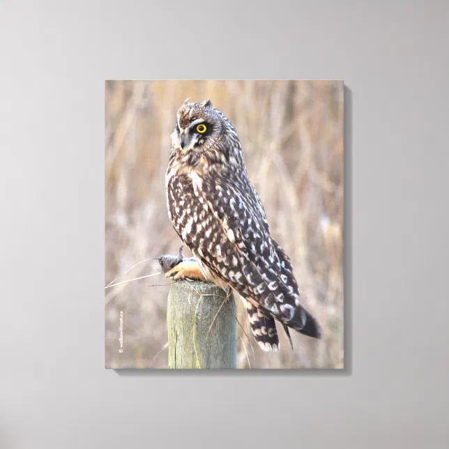 Short-Eared Owl with Vole Canvas Print