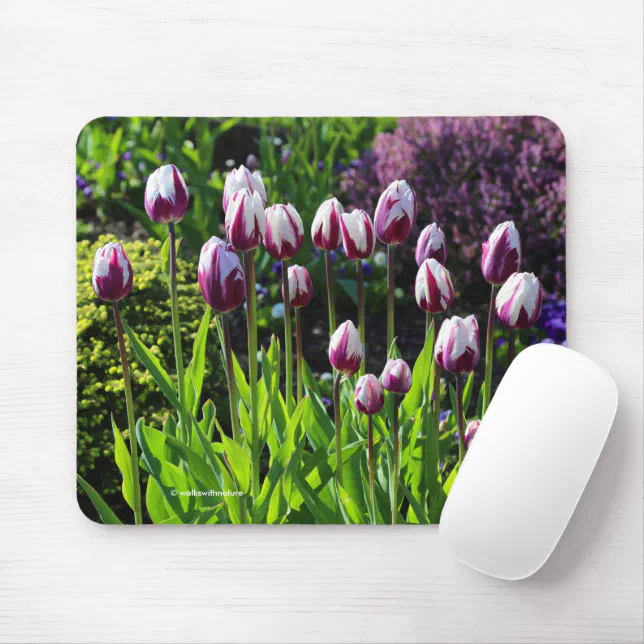 Elegant White Purple Flaming Flag Triumph Tulips Mouse Pad