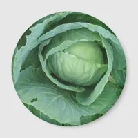 Cabbage Magnet