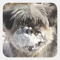 Snow on Dog's Nose Sticker