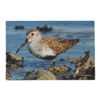 A Beautiful Dunlin Goes Solo Placemat