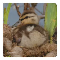 A Cute and Precocious Mallard Duckling Trivet