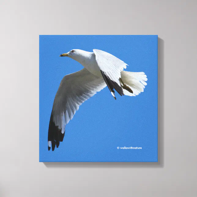 Breathtaking Ring-Billed Gull in Flight Canvas Print