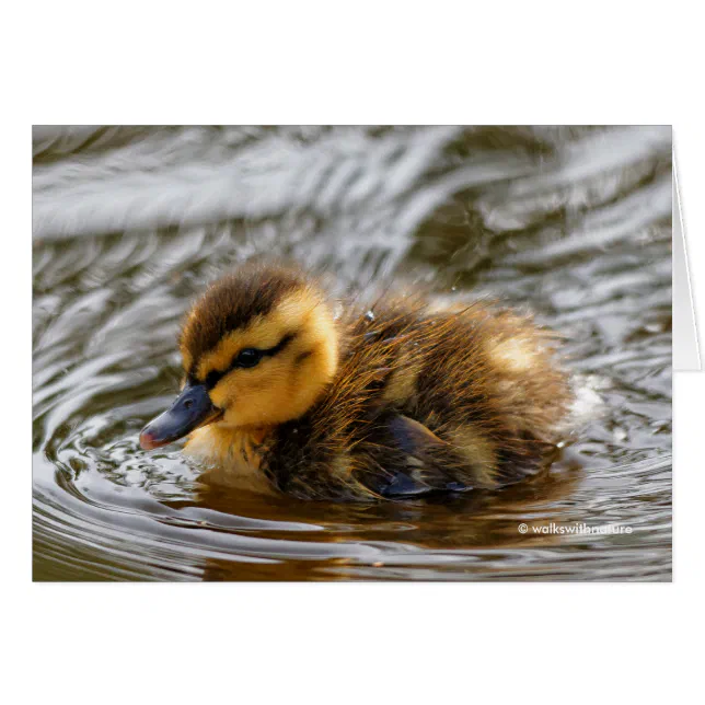Baby Duckling Paddles in the Local Pond