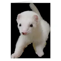 White Baby Ferret