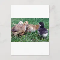 Chicks Postcard