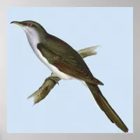 American Cuckoo Bird Poster