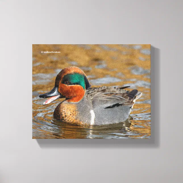 A Chatty Green-Winged Teal Duck at the Pond Canvas Print