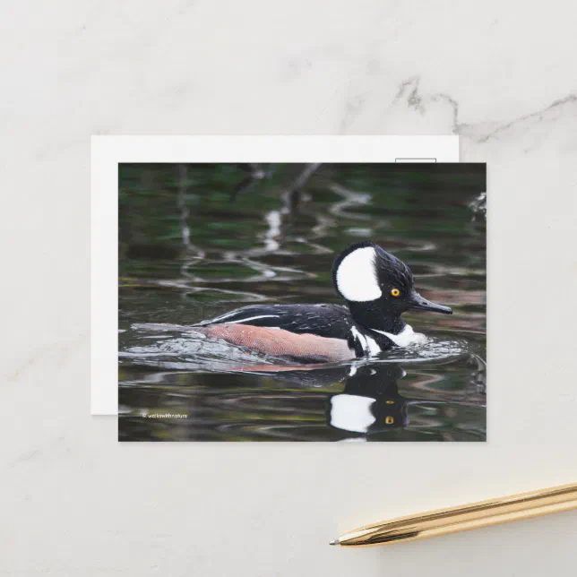 Stunning Hooded Merganser Duck Swims By Postcard