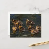 Floating Living Corks: Cute Mallard Ducklings Postcard