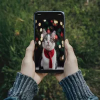 Cute Christmas cat with a bow Poster