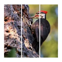 Beautiful Pileated Woodpecker on the Tree Triptych
