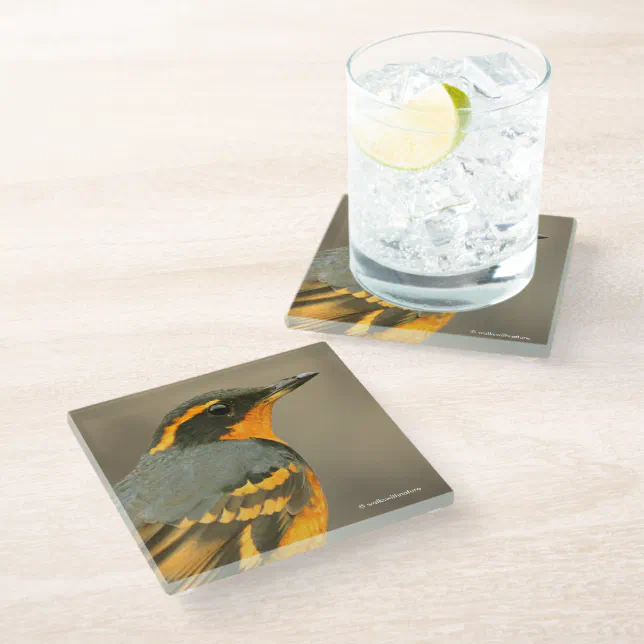 Beautiful Varied Thrush Songbird in the Tree Glass Coaster