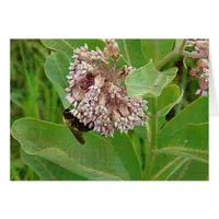 The Bumble Bee on The Milkweed