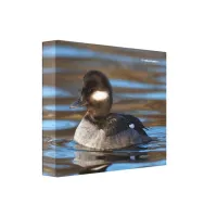 Sweet Bufflehead Duck on Sunlit Waters Canvas Print