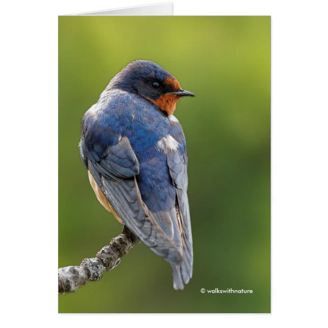 Beautiful Barn Swallow on a Branch