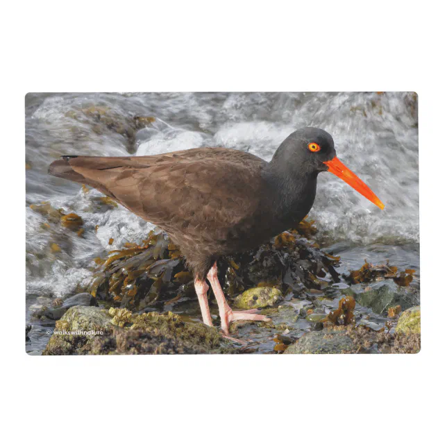 Stunning Black Oystercatcher with Clam Placemat