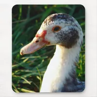 Young Muscovy Hen Duck Mouse Pad