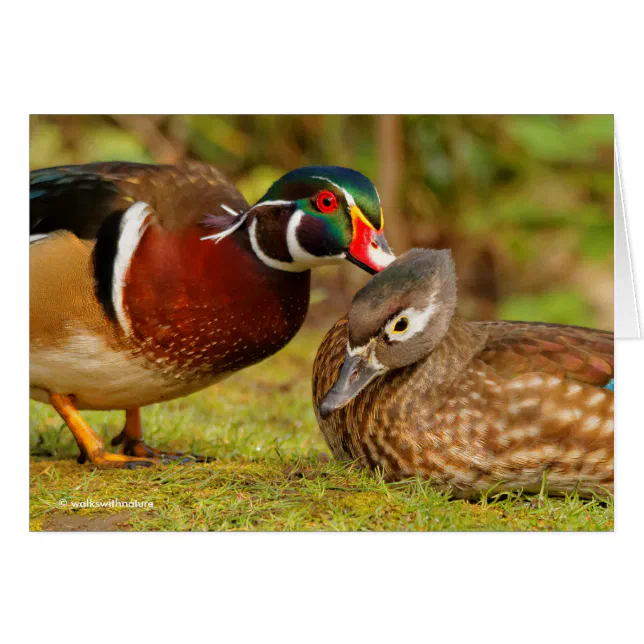 Beautiful Touching Moment Between Wood Ducks