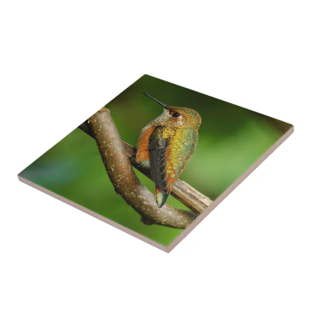 Beautiful Rufous Hummingbird on Twining Vines Ceramic Tile