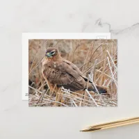 Beautiful Northern Harrier Hawk in Marshes Postcard