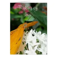 Beautiful Orange Butterfly on White Flowers