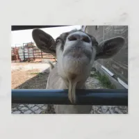Funny Goat Close Up | Checking in on You Postcard