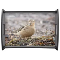 Beautiful Buff-Breasted Sandpiper at the Beach Serving Tray