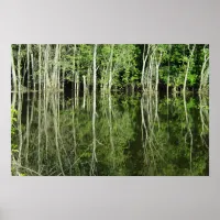 Mississippi River Tree Reflection Poster