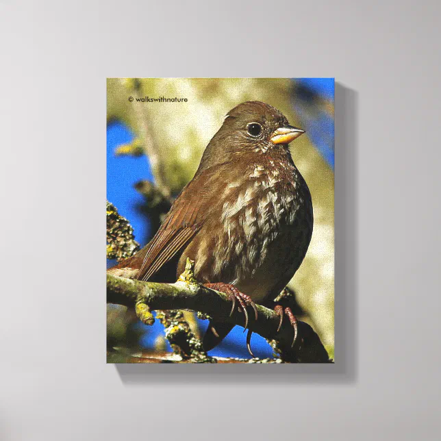 Beautiful Sooty Fox Sparrow in a Pear Tree Canvas Print
