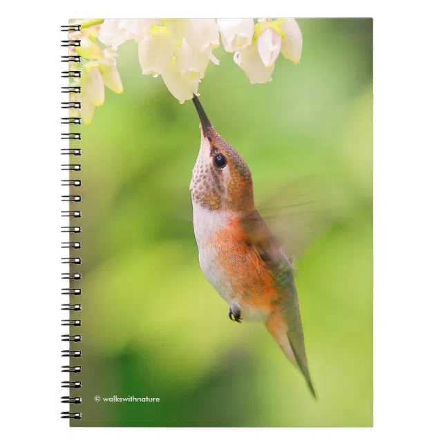 Rufous Hummingbird Sips Blueberry Blossom Nectar Notebook