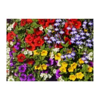 A Colorful Pastiche of Summer Annual Flowers Acrylic Print