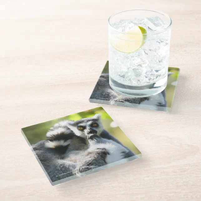 Funny Surprised Lemurs of Madagascar Glass Coaster