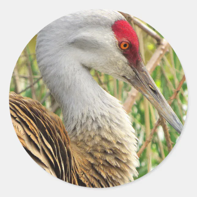 Elegant Profile of a Greater Sandhill Crane Classic Round Sticker