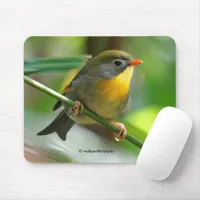 Colorful Leiothrix / Pekin Robin Songbird Mouse Pad