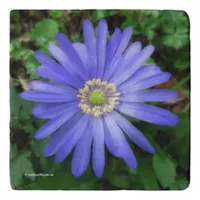 Elegant Blue Anemone Flower Trivet