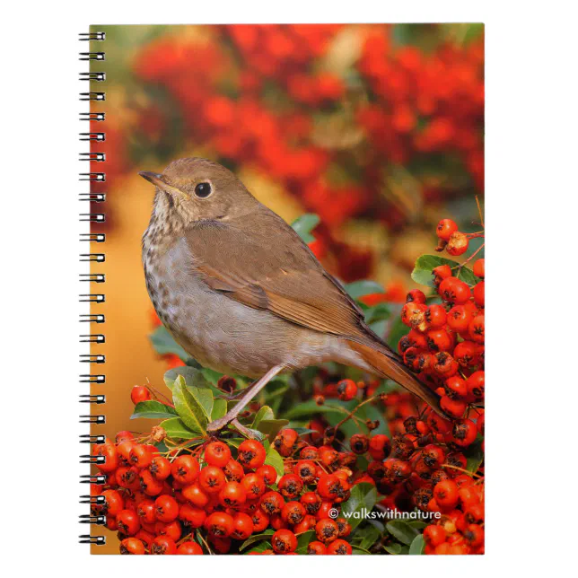 Hermit Thrush Songbird on Scarlet Firethorn Notebook