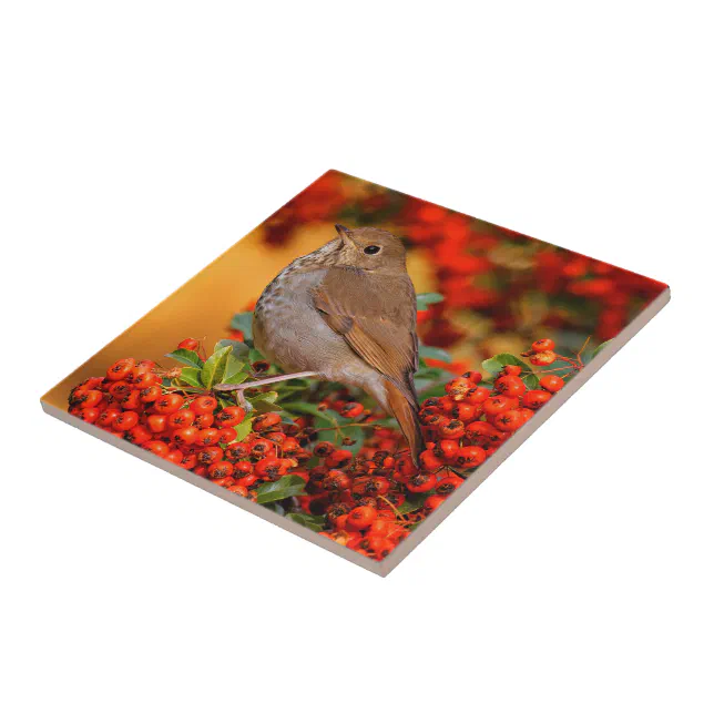 Hermit Thrush Songbird on the Scarlet Firethorn Ceramic Tile