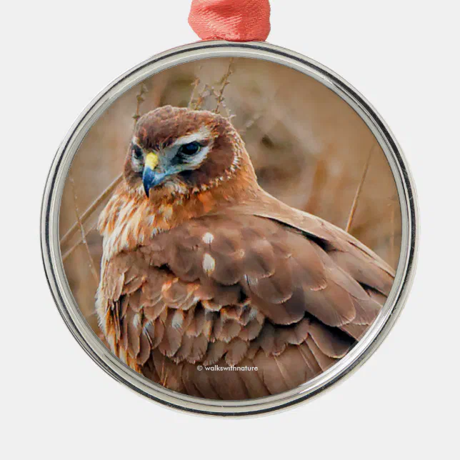 Beautiful Northern Harrier Hawk in Marsh Metal Ornament